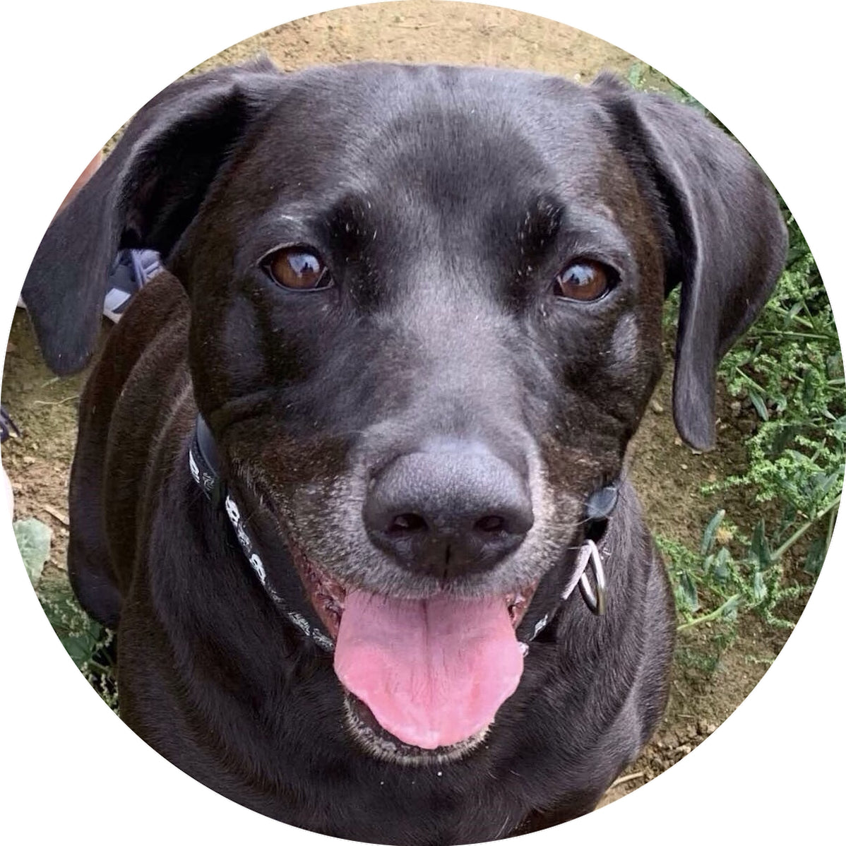 Custom Personalised Metal Golf Ball Marker - just add your Dog Puppy Pet Photo!