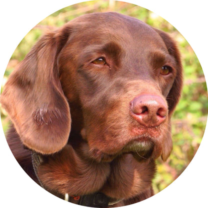 Custom Personalised Metal Golf Ball Marker - just add your Dog Puppy Pet Photo!
