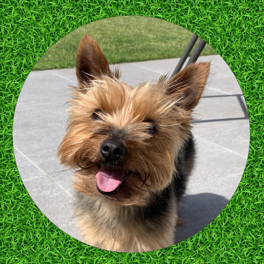 Custom Personalised Metal Golf Ball Marker - just add your Dog Puppy Pet Photo!