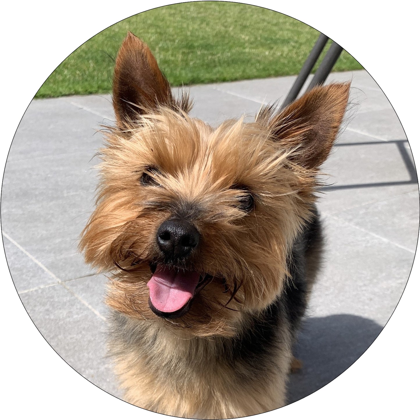 Custom Personalised Metal Golf Ball Marker - just add your Dog Puppy Pet Photo!
